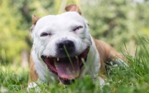 close up of a white dog coughing in a field of grass