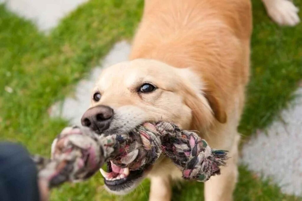 dog pulling on a chew toy with its teeth