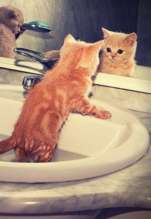 kitten in a sink