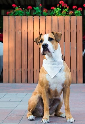 dog wearing bandana