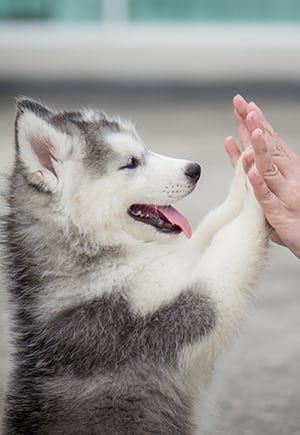 puppy giving high five