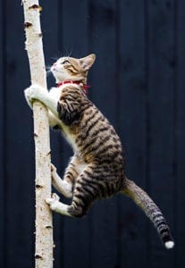 cat climbing tree