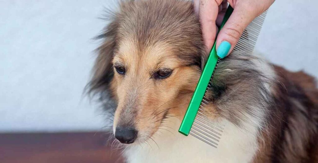 dog with matted fur getting brushed