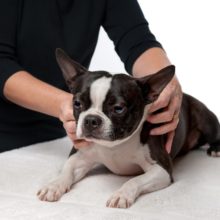 Benefits of Therapeutic Massages for Dogs in Moline, IL