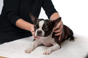 therapeutic massages for dogs