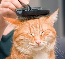 The Benefits of Cat Grooming in Moline, IL