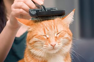 cat grooming moline il