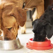 What Foods Can Dogs Eat? 