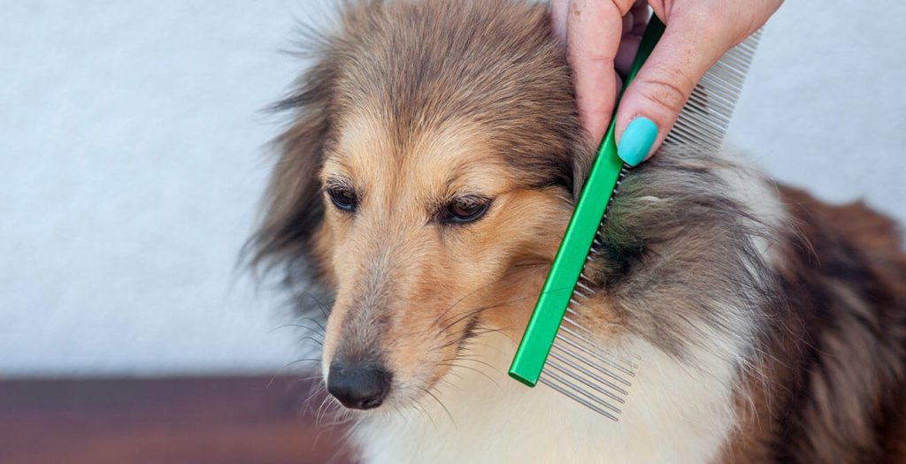 Why Your Dog's Fur Get Matted | City Line Veterinary Center