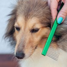Why Your Dog’s Fur Gets Matted