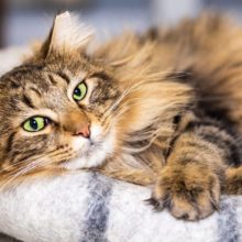 Feline Leukemia: Symptoms and Treatments for Cats