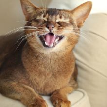 Why Is My Cat Meowing Like That? A Guide to Your Cat’s Language