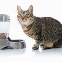 Should I Get My Feline an Automatic Cat Feeder?