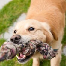 21 Best Dog Toys for Chewers