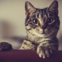 10 Signs of Diabetes in Cats