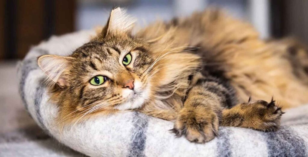 tan cat laying on a grey cat bed