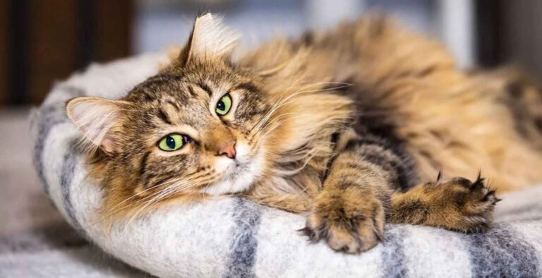 View of Feline Leukemia in Cats | Causes, Symptoms & Prevention