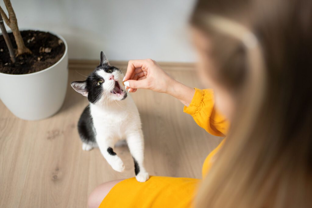 Automatic Cat Feeders: Pros & Cons for Pet Owners - Coyne City Line Veterinary Center high angle view of hungry black and white cat getting fed with treats by young female pet owner