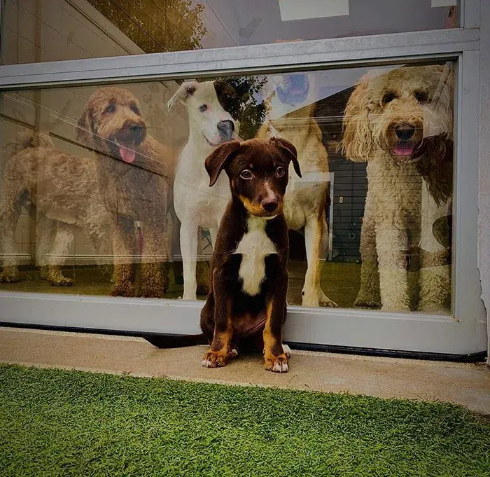 Dogs looking out window at puppy at CityLine Vet Animal hospital.